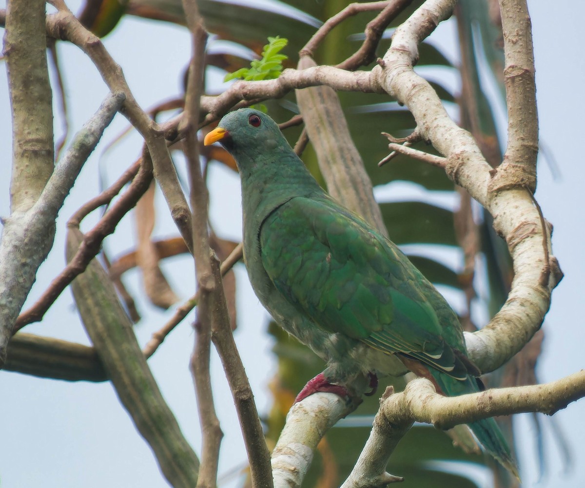 Tilopo Barbinegro - ML642372718