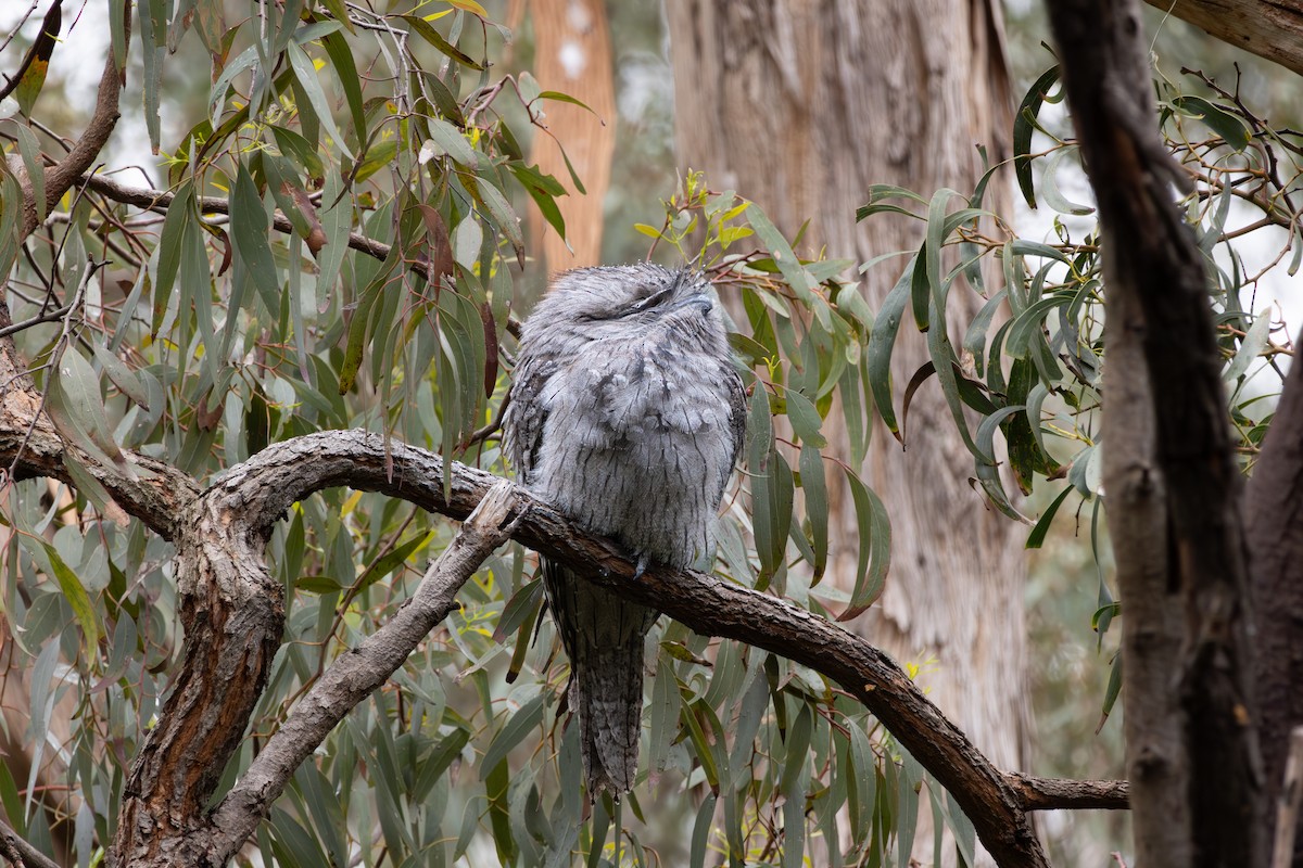 Podargo Australiano - ML642372720