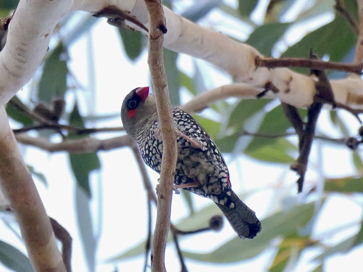 Red-eared Firetail - ML642372724