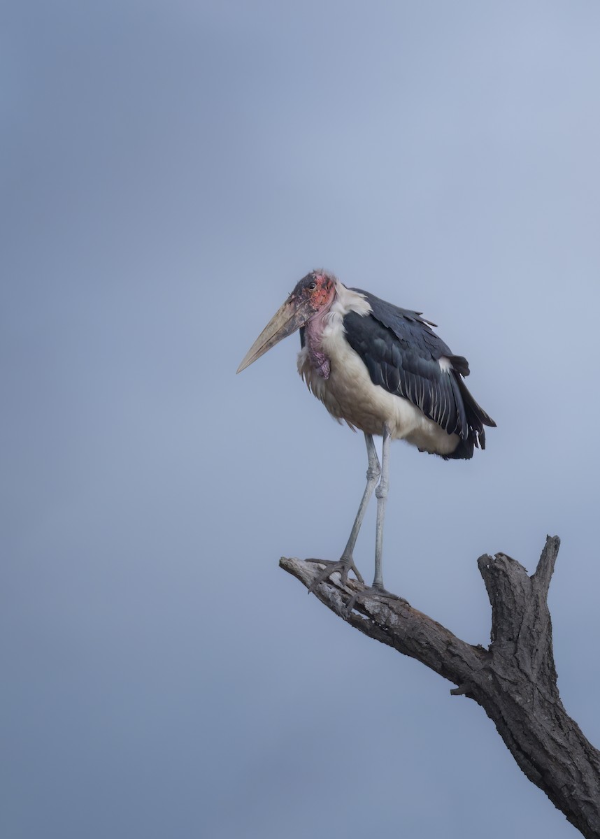 marabustork - ML642372740