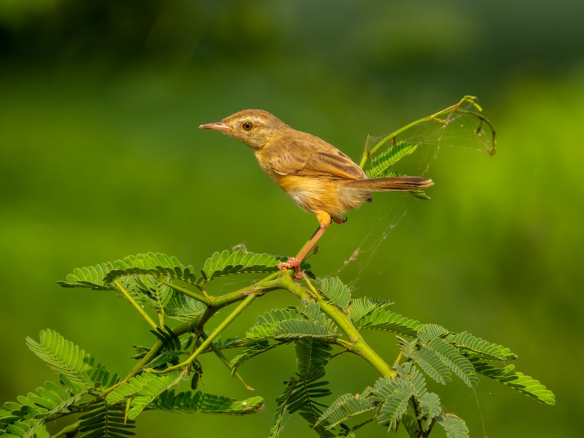 orientprinia - ML642372802