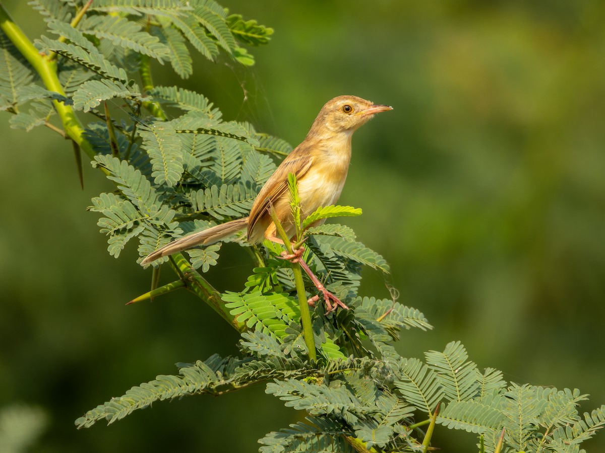 orientprinia - ML642372803