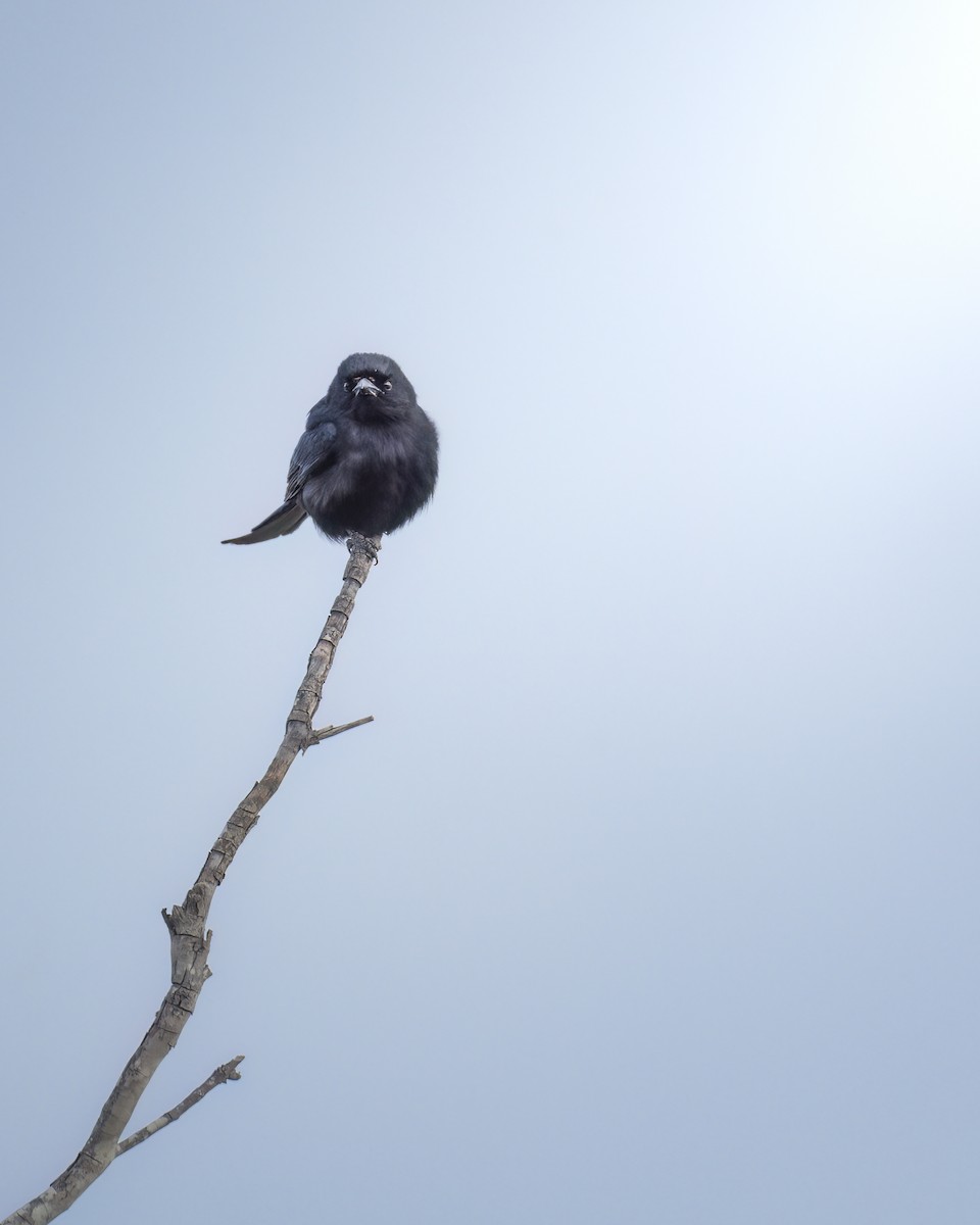 savannedrongo - ML642372804