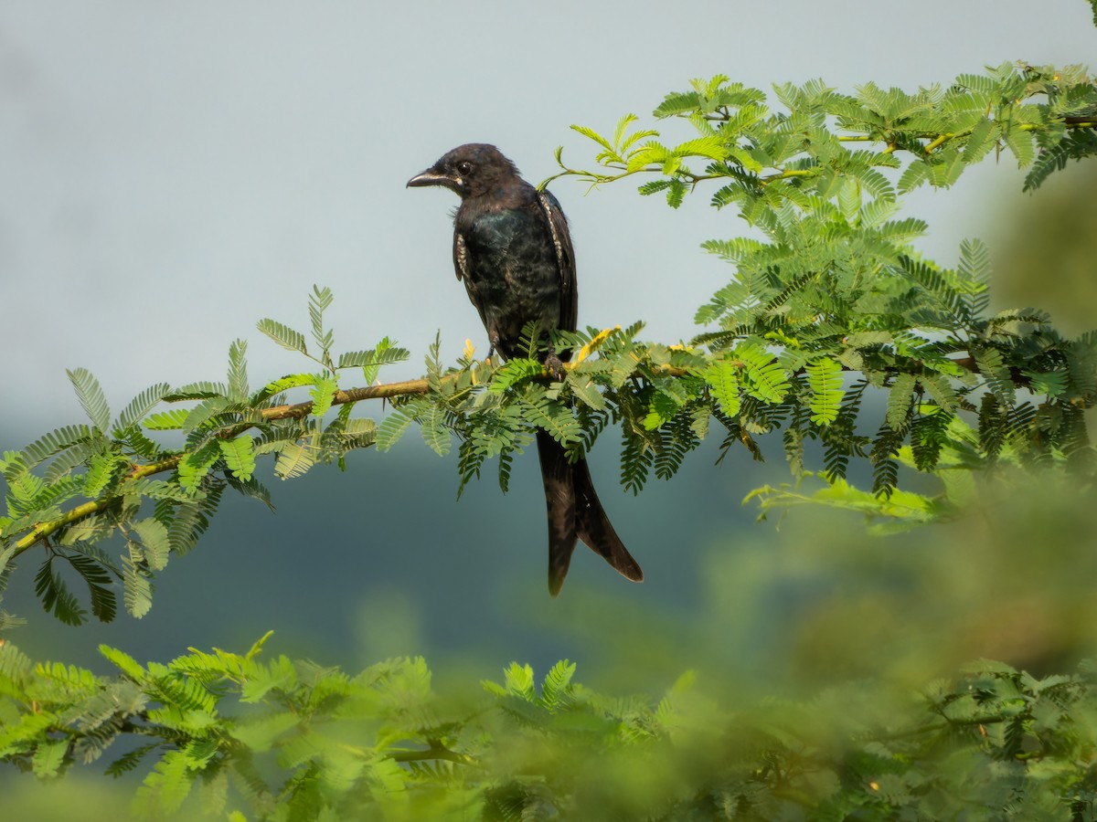 svartdrongo - ML642372806