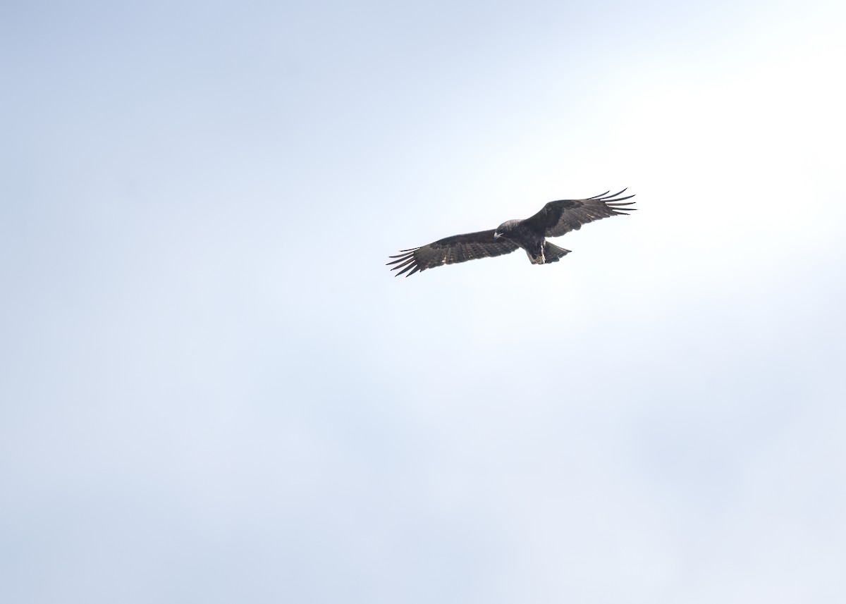 Aigle de Wahlberg - ML642372854