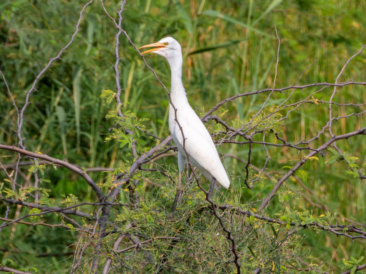 bøffelhegre - ML642372914