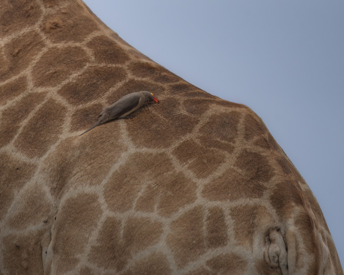 Red-billed Oxpecker - ML642372931