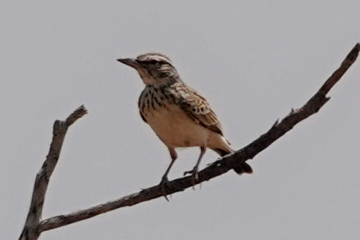 Sabota Lark - ML642372937