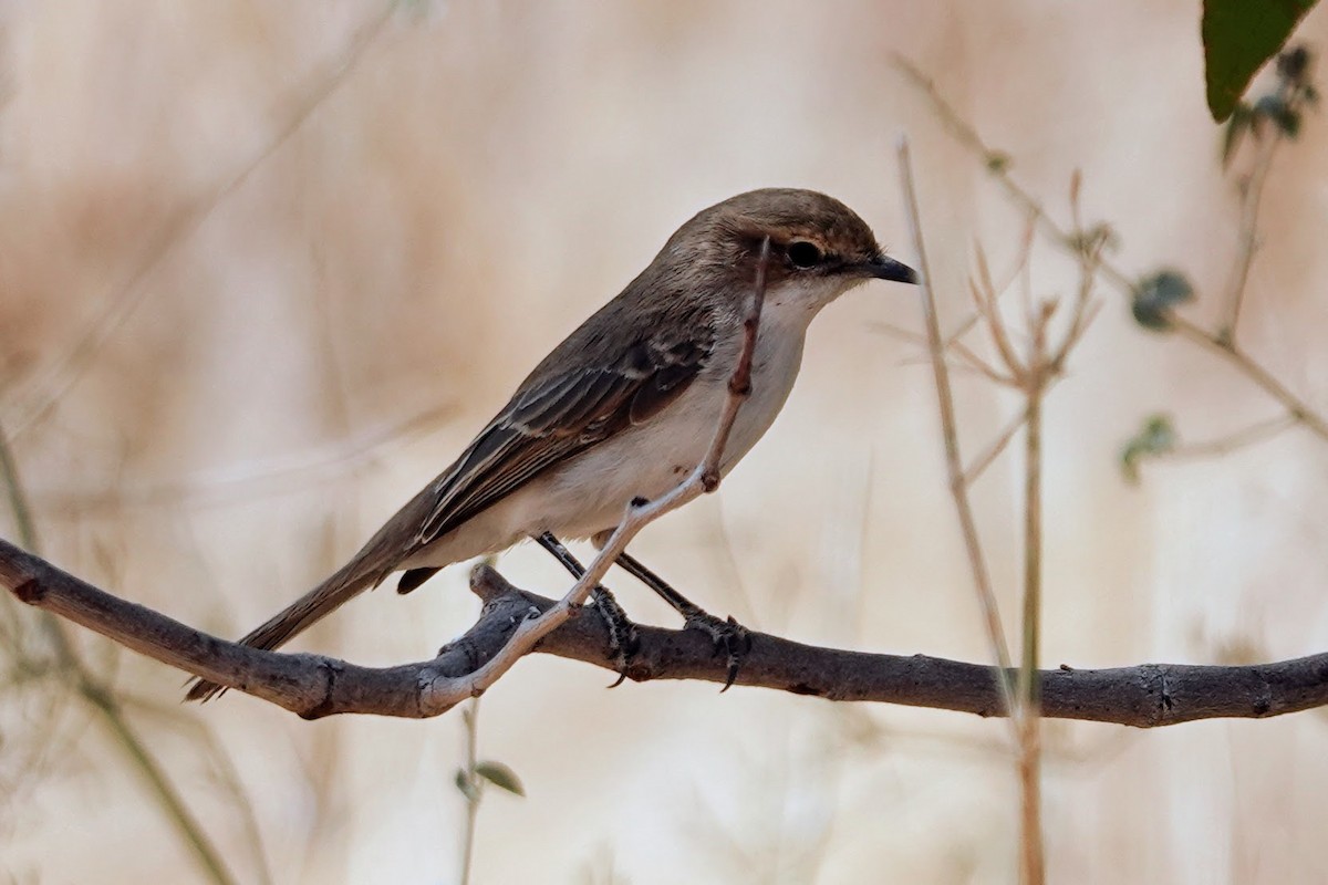 Marico Flycatcher - ML642372940