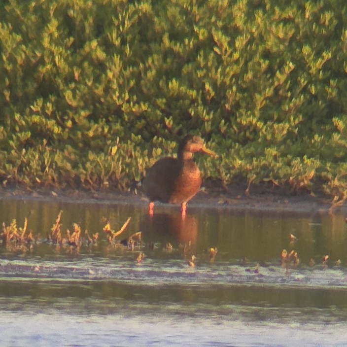 kachna divoká x havajská (hybrid) - ML642372947