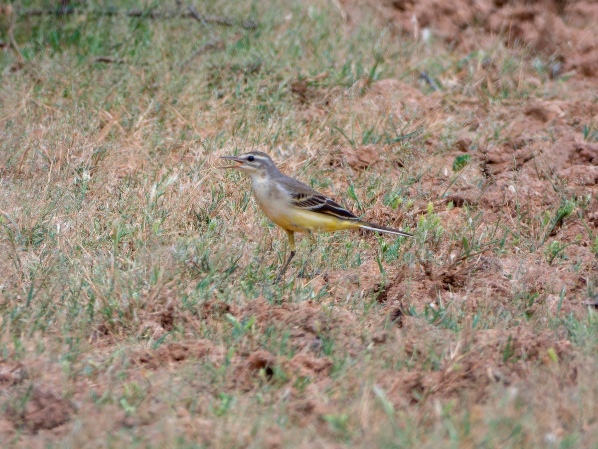 konipas luční - ML642372963