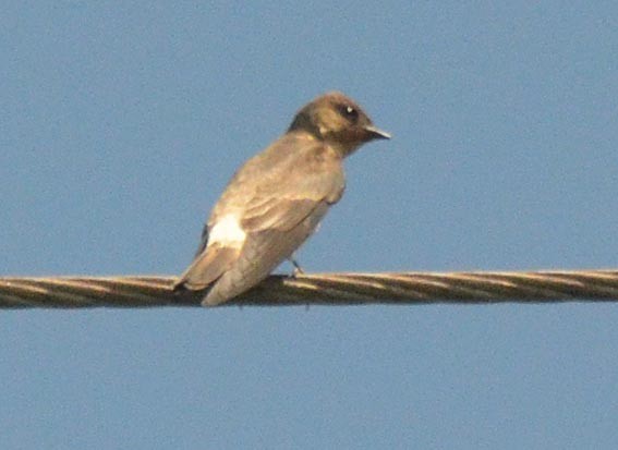 Southern Rough-winged Swallow - ML642372973