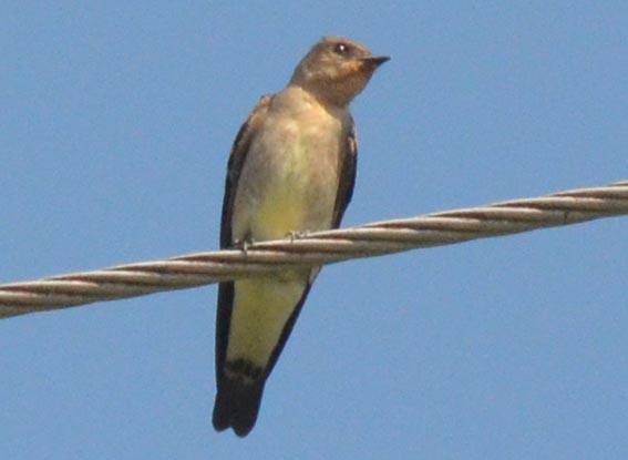 Southern Rough-winged Swallow - ML642372976