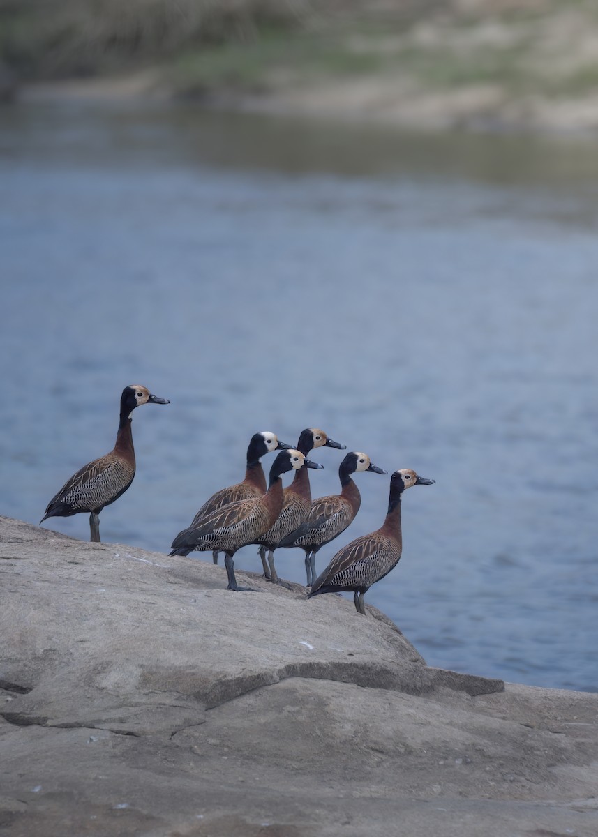 White-faced Whistling-Duck - ML642372978