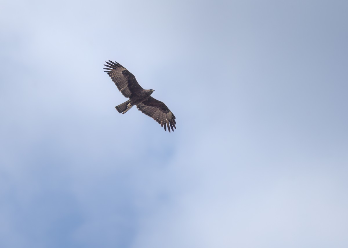 Wahlberg's Eagle - ML642372987
