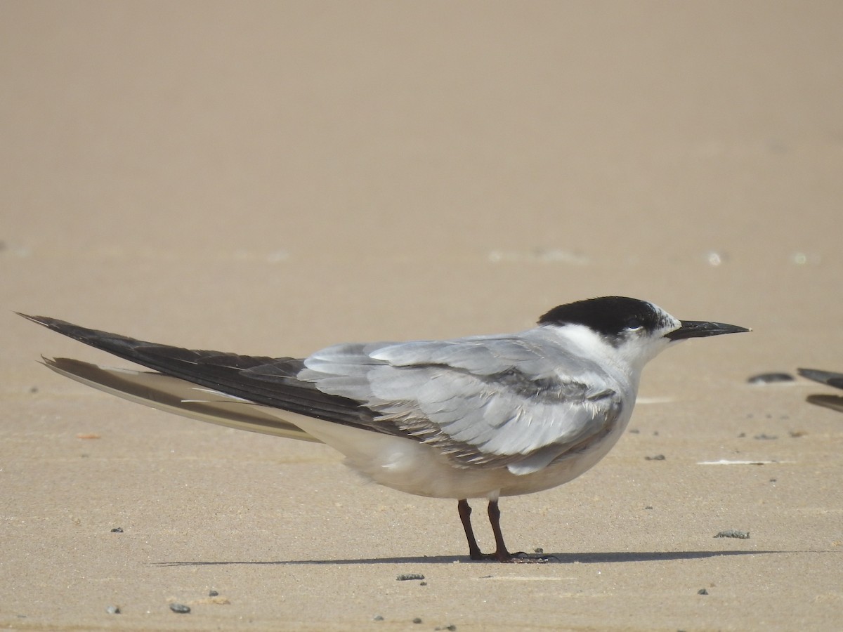 Common Tern - ML642372989