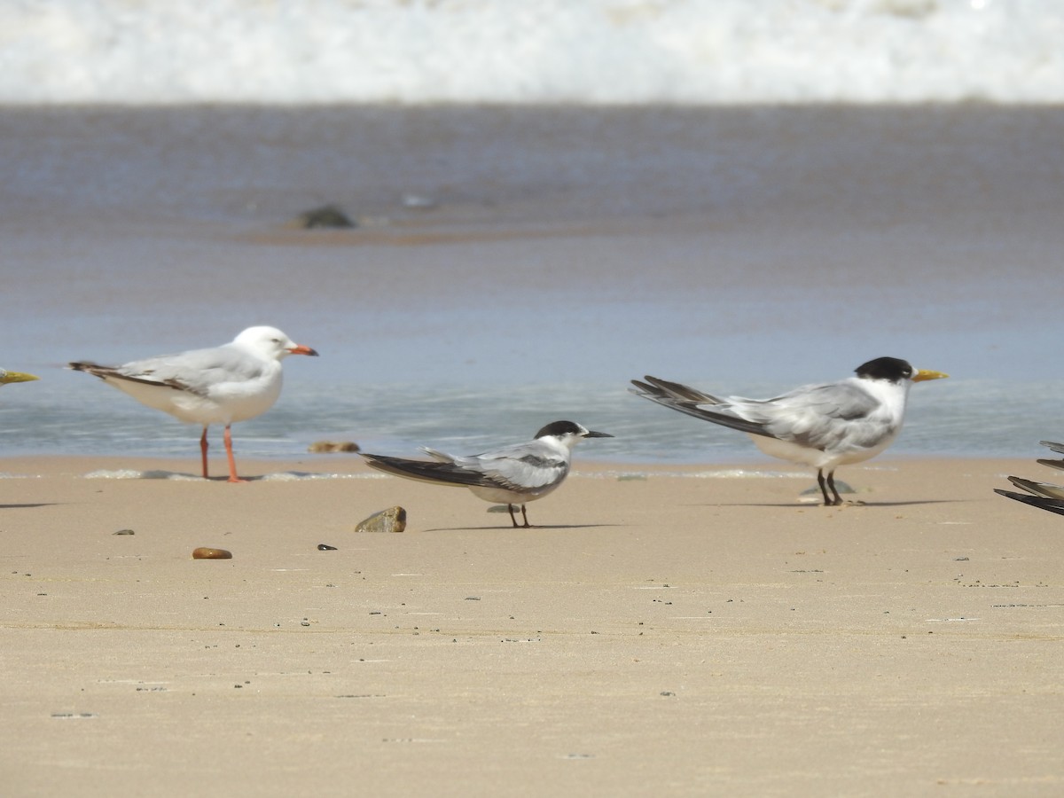Common Tern - ML642372990