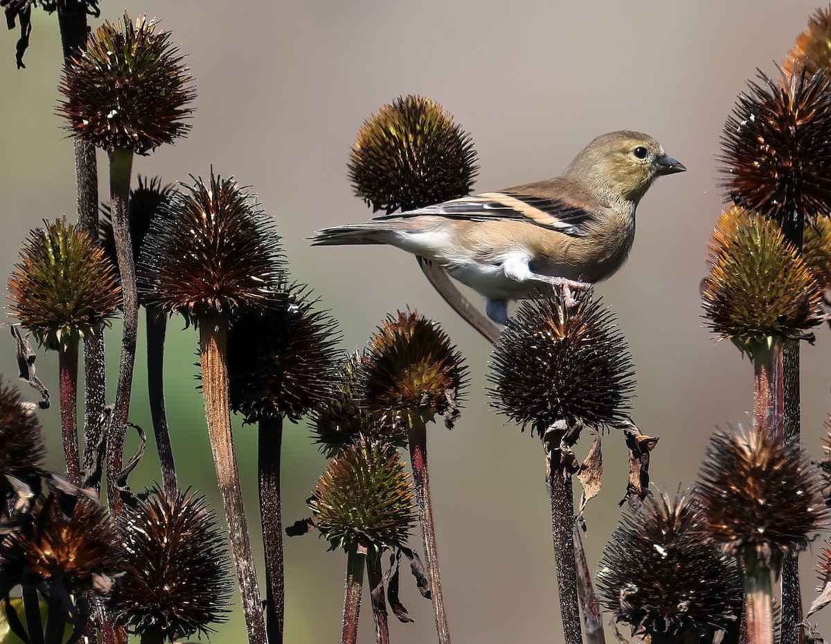 American Goldfinch - ML642372998