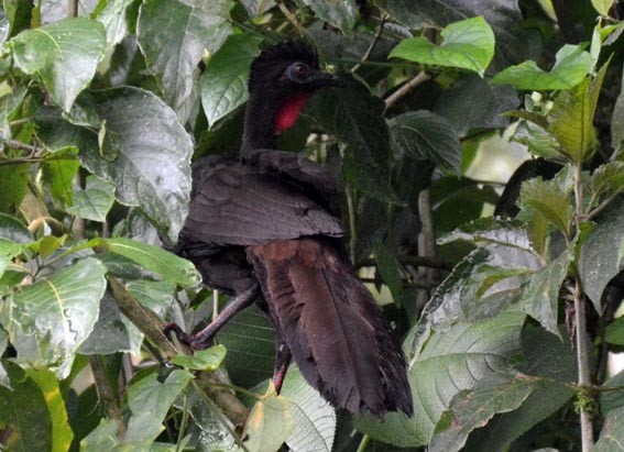 Crested Guan - ML642373010