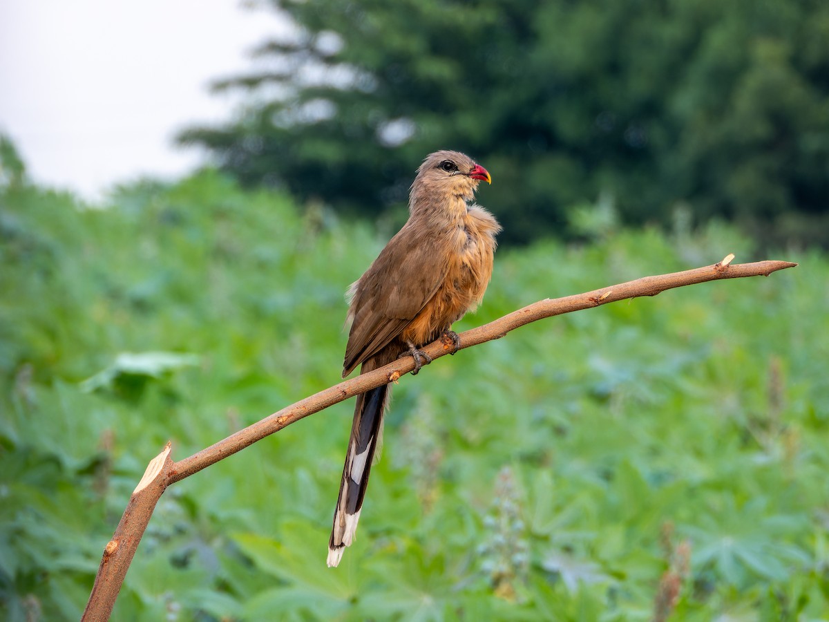 Sirkeer Malkoha - ML642373011