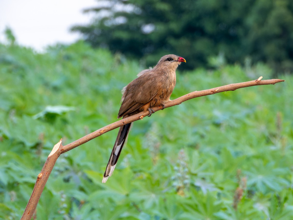 Sirkeer Malkoha - ML642373012