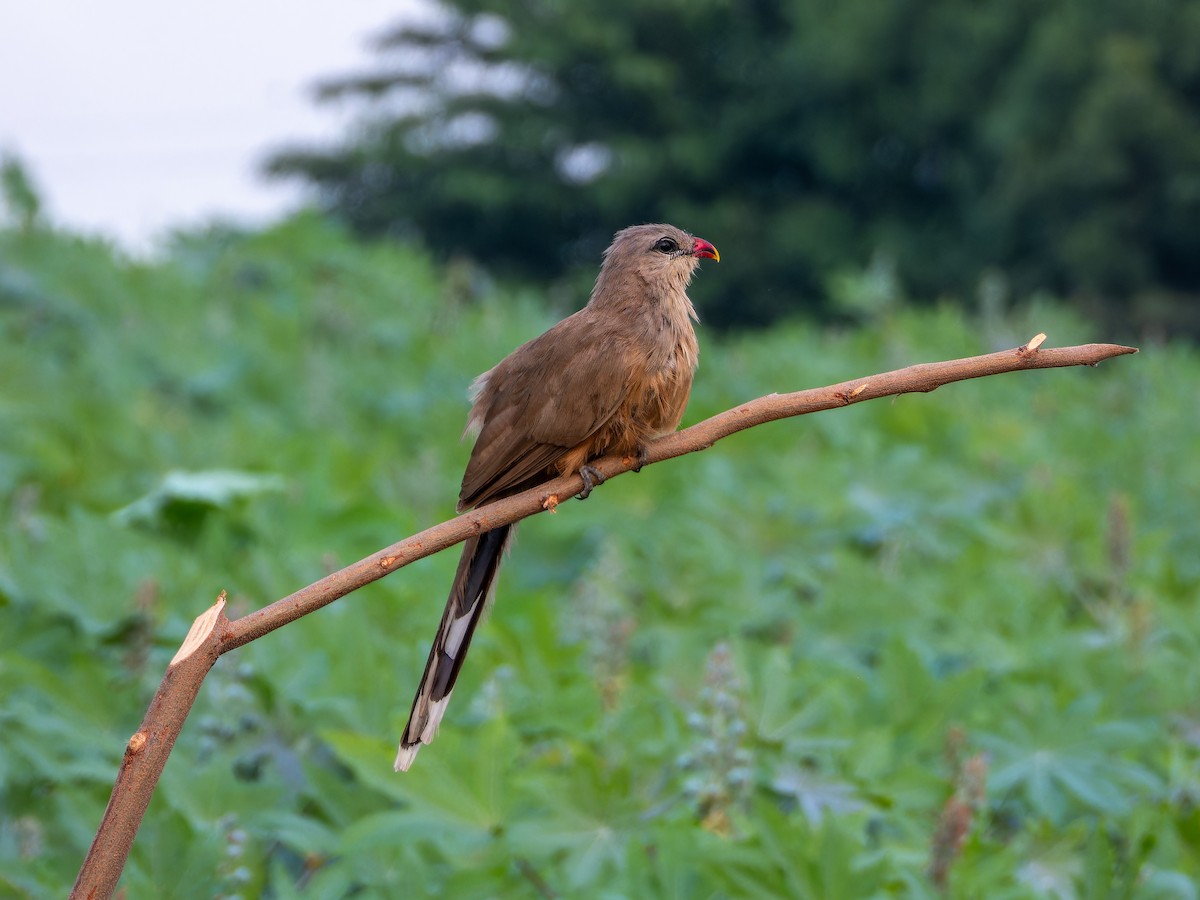 Sirkeer Malkoha - ML642373013