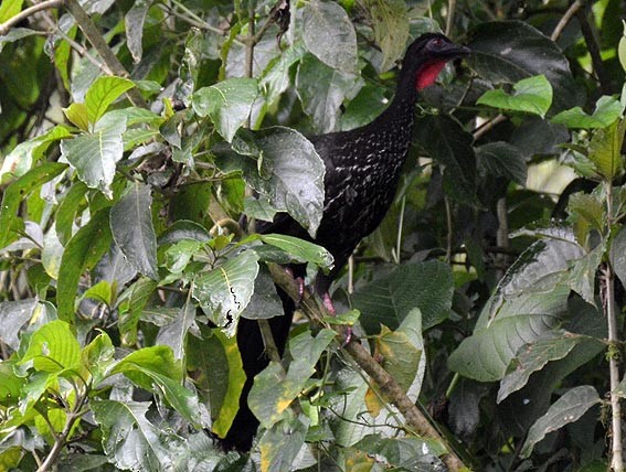 Crested Guan - ML642373014