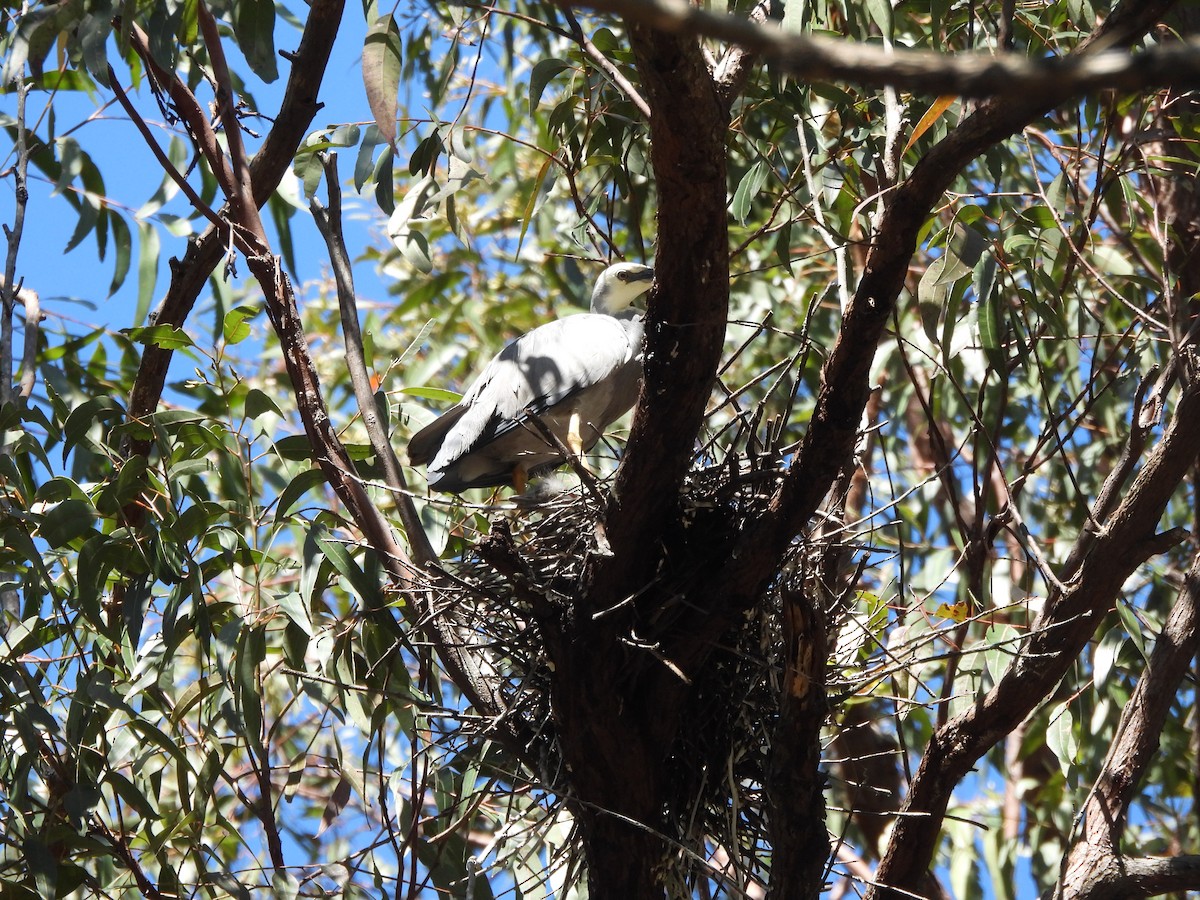 White-faced Heron - ML642373016