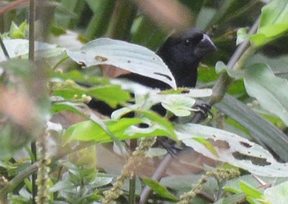 Blue-black Grosbeak - ML642373020