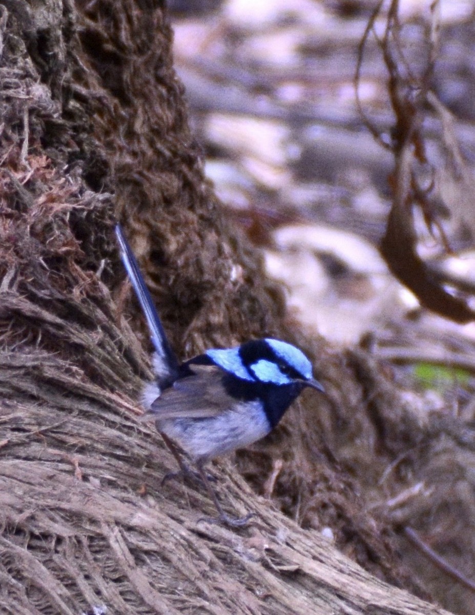 Superb Fairywren - ML642373025