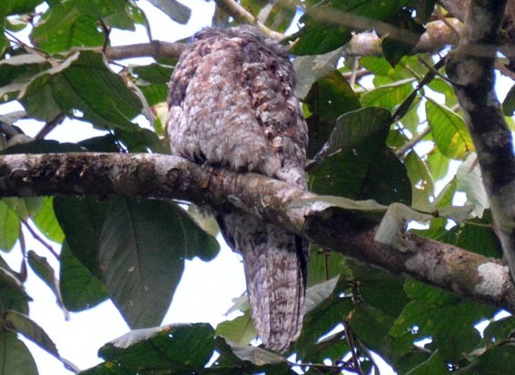 Great Potoo - ML642373026