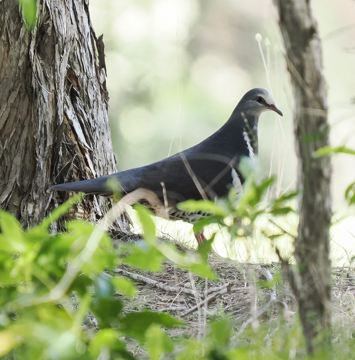 Wonga Pigeon - ML642373028