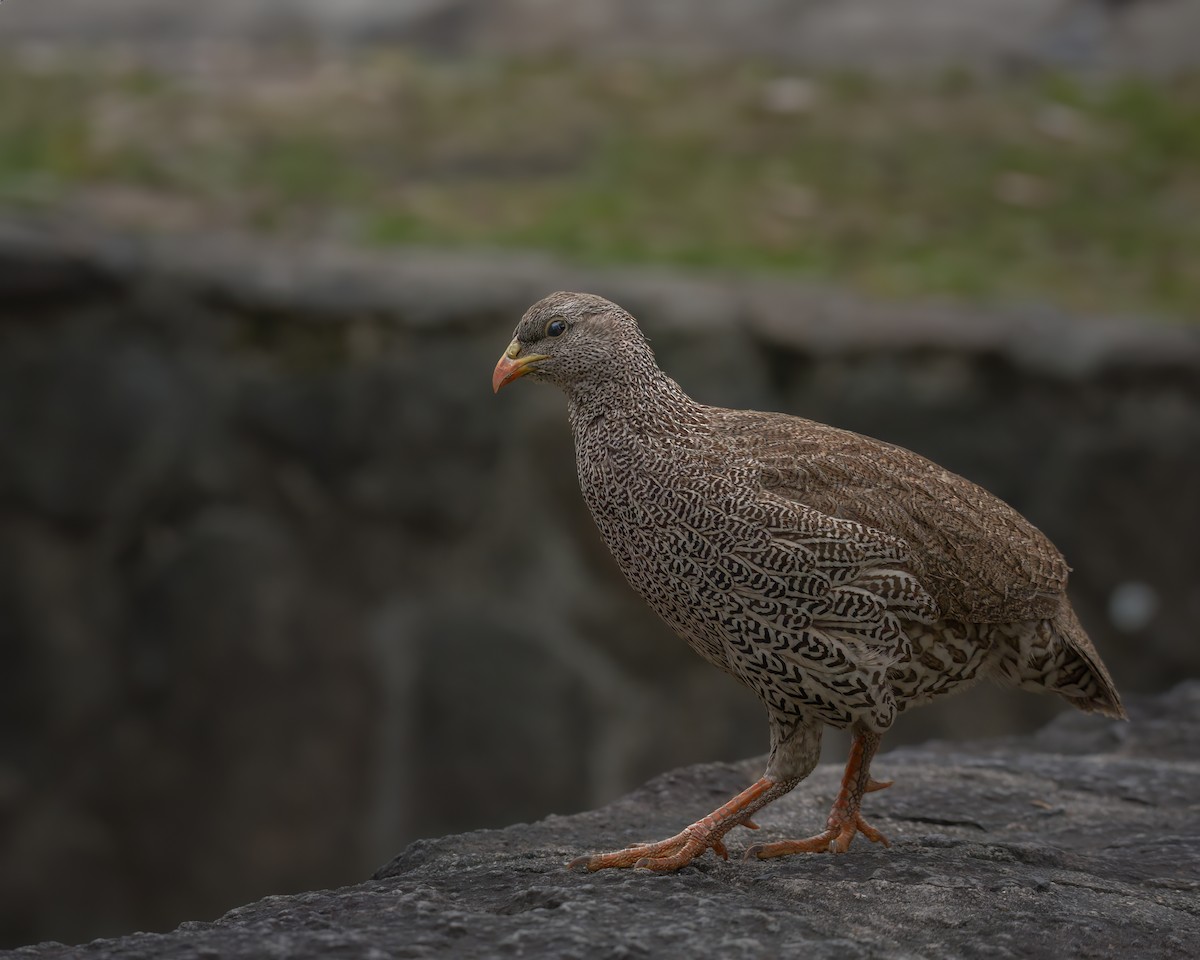 Natal Spurfowl - ML642373029