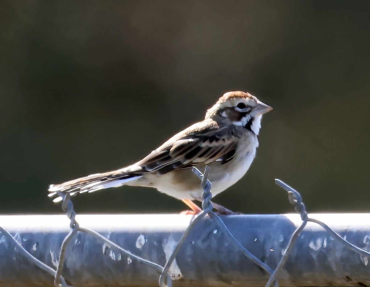 strnádka travní - ML642373039