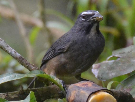Cinnamon-bellied Saltator - ML642373192