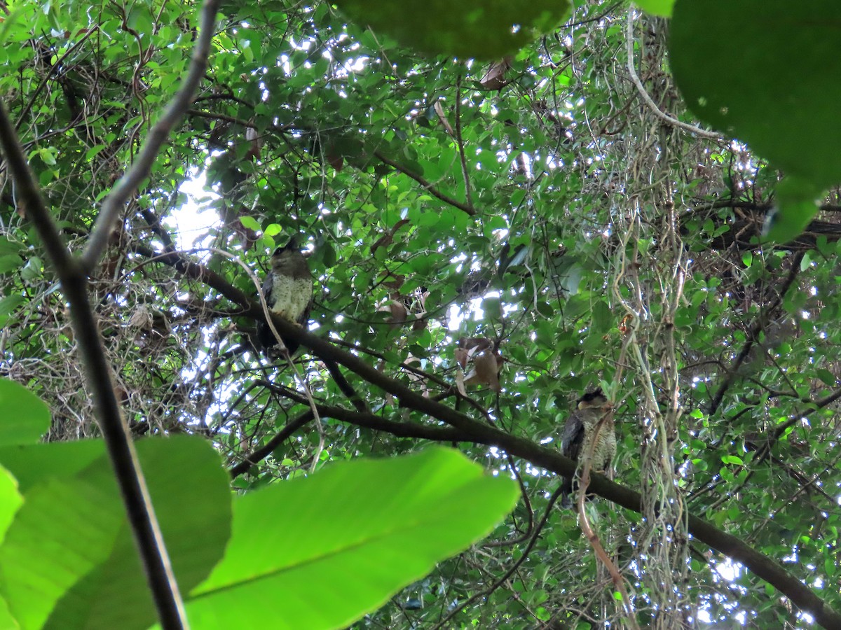 Barred Eagle-Owl - ML642373193