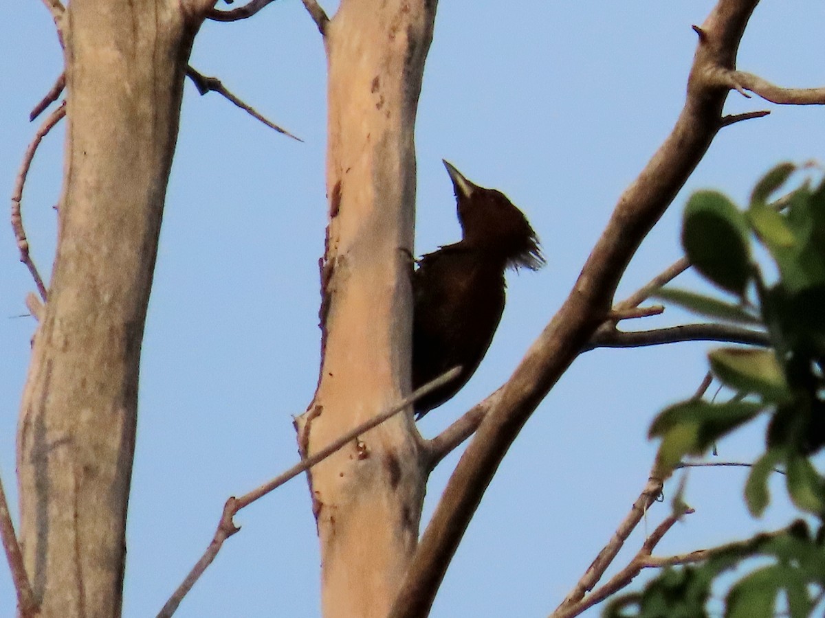 Banded Woodpecker - ML642373200