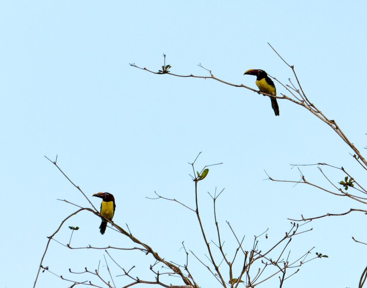 Green Aracari - ML642373212