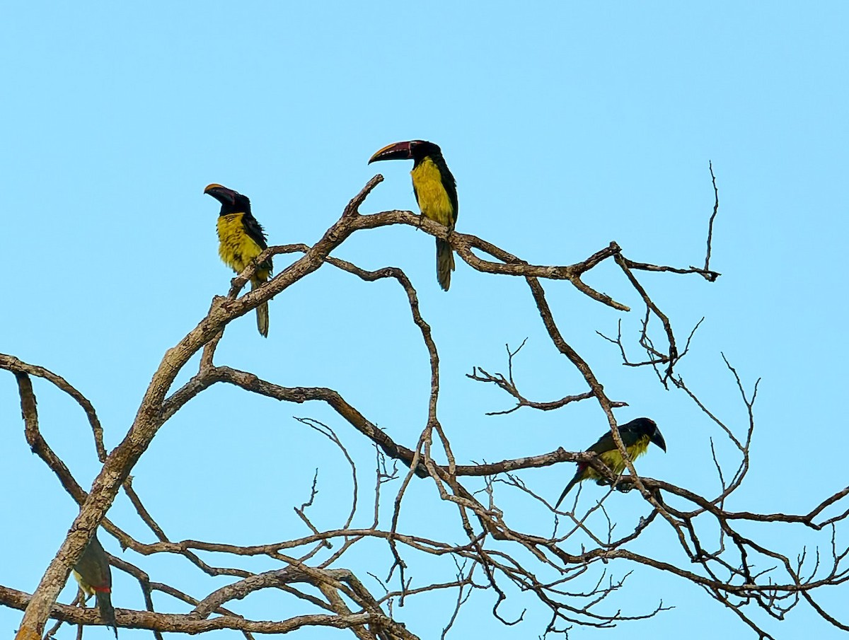 Green Aracari - ML642373213