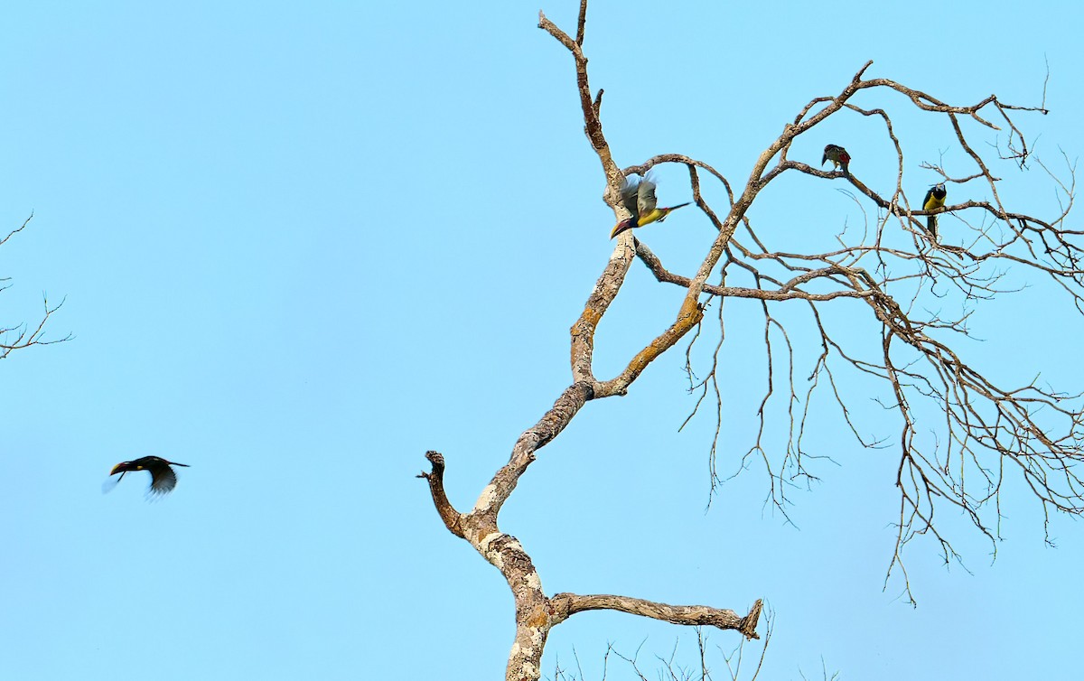 Green Aracari - ML642373214