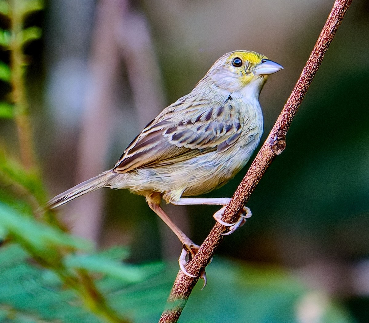 Yellow-browed Sparrow - ML642373216