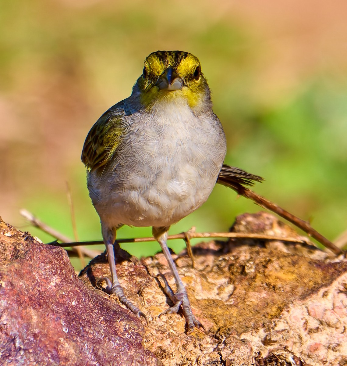 Yellow-browed Sparrow - ML642373217