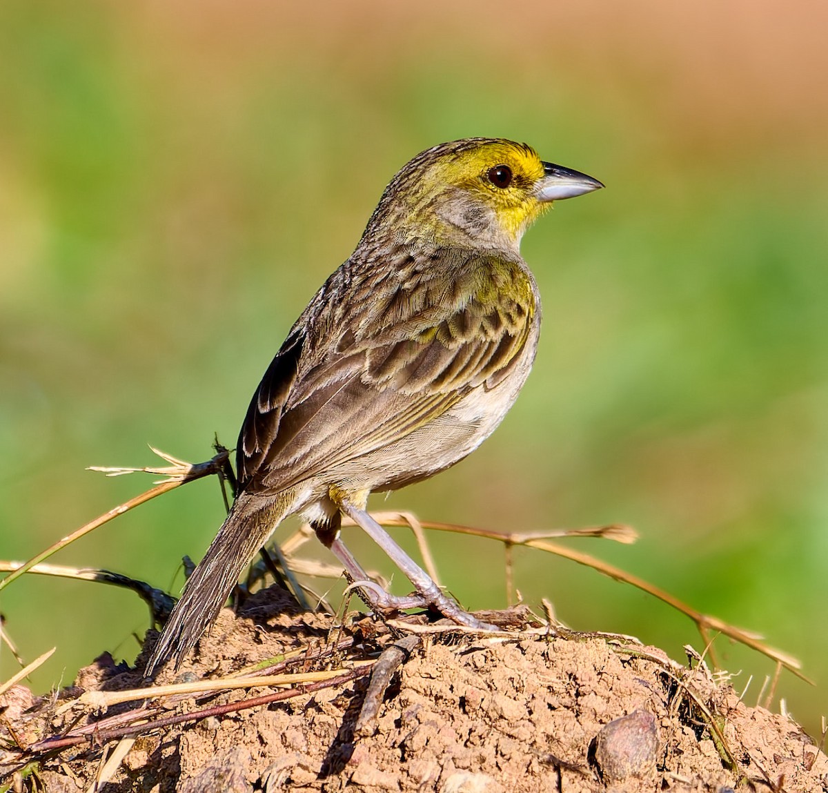 Yellow-browed Sparrow - ML642373218