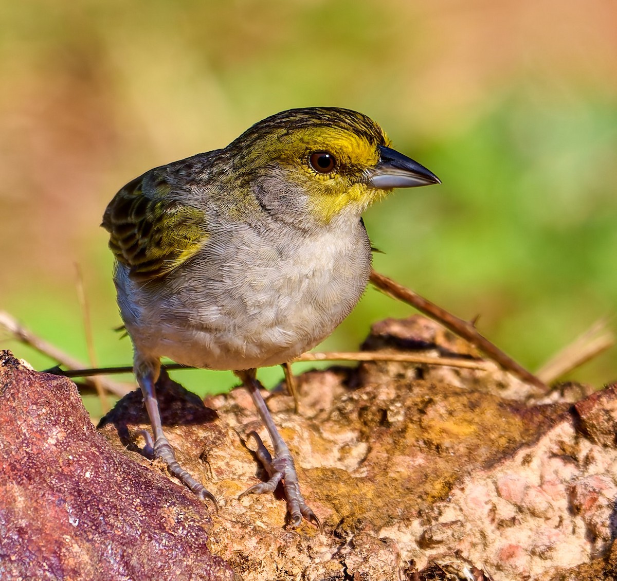 Yellow-browed Sparrow - ML642373219