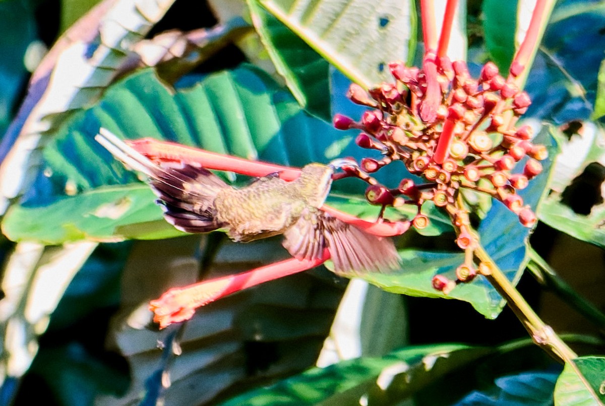 Long-tailed Hermit - ML642373221