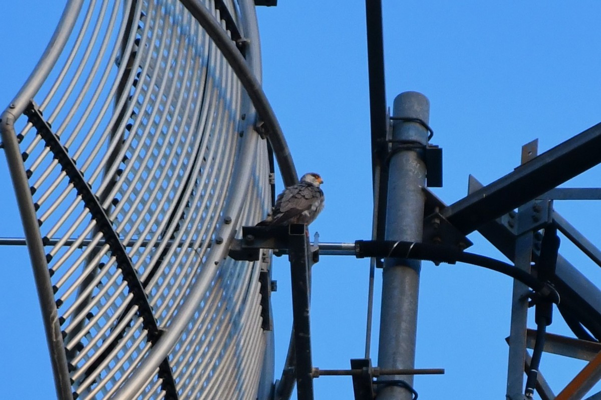 Gray Falcon - ML642373241