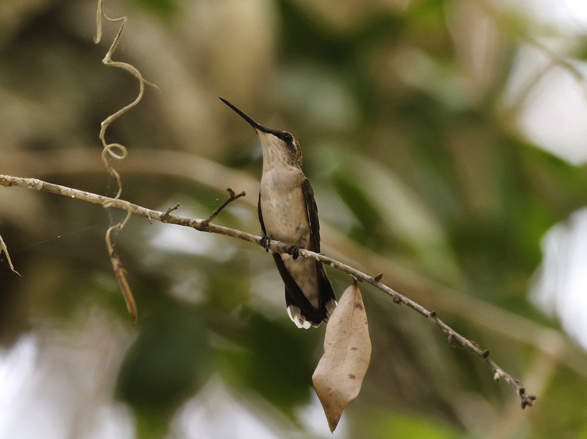 Ruby-throated Hummingbird - ML642373246