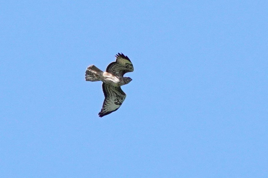 Common Buzzard - ML642373252