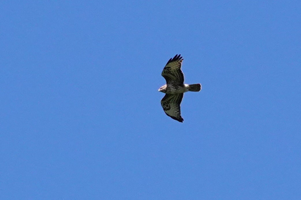 Common Buzzard - ML642373253