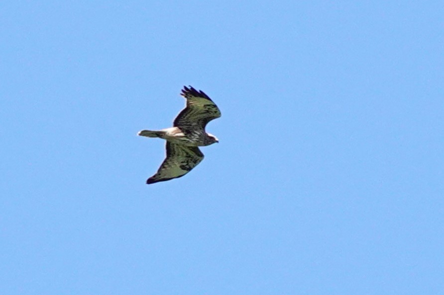 Common Buzzard - ML642373254